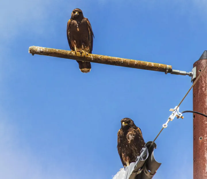 Owls and Eagles, work 42