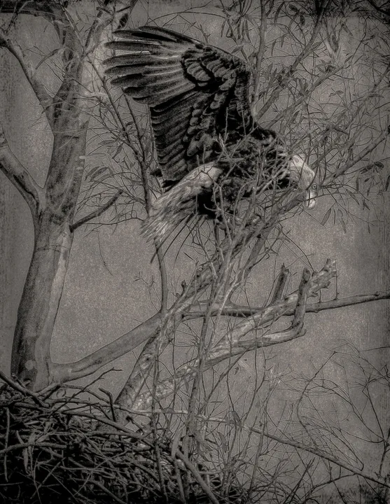 Owls and Eagles, work 44