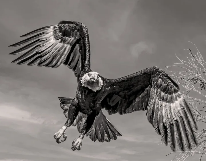 Owls and Eagles, work 45