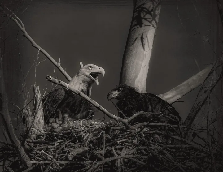 Owls and Eagles, work 46