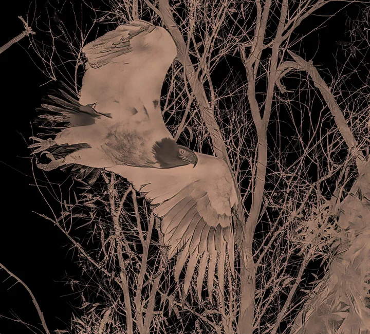 Owls and Eagles, work 47