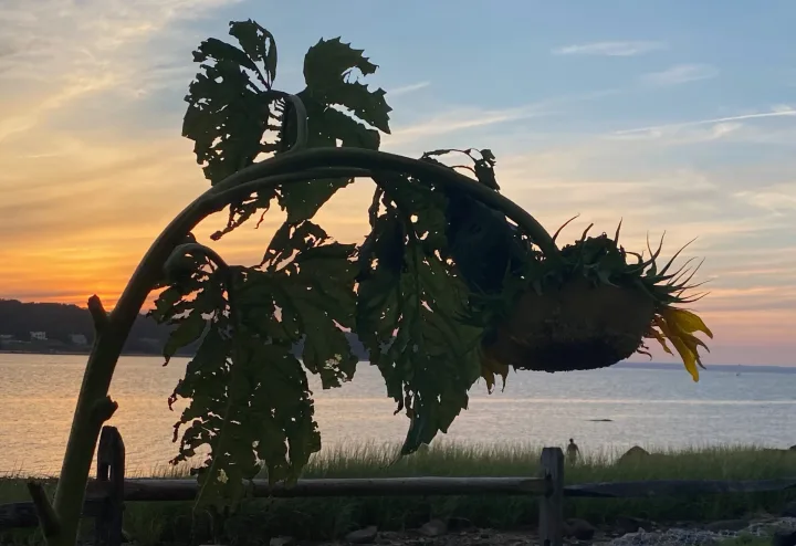 Sunsets, work 29