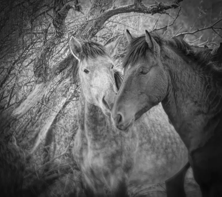 Wild horses