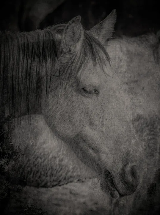 Wild Horse Portraits, work 2