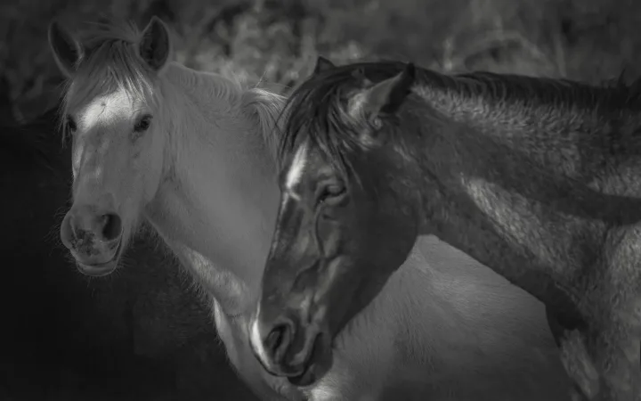 Wild Horse Portraits, work 3
