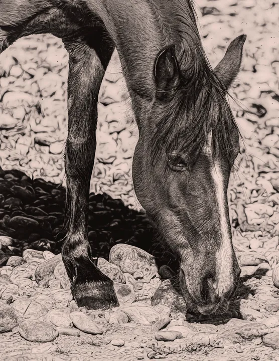 Wild Horse Portraits, work 4