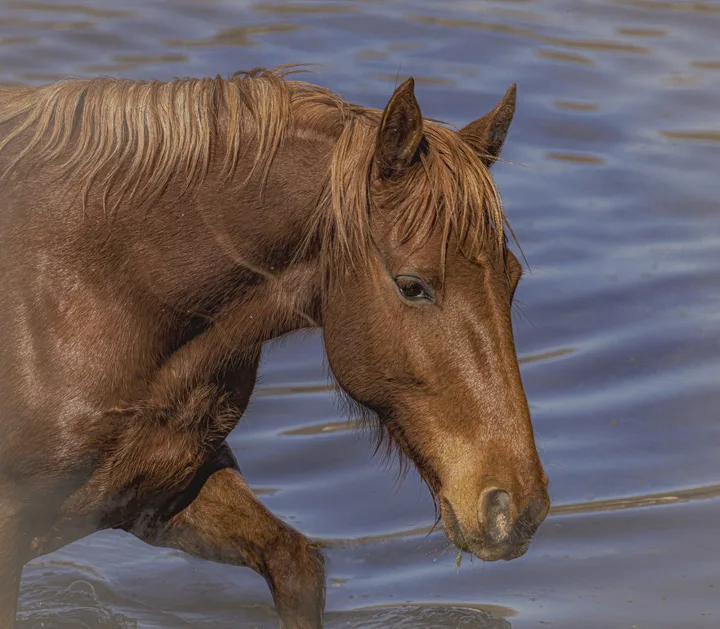 Wild Horse Portraits, work 5