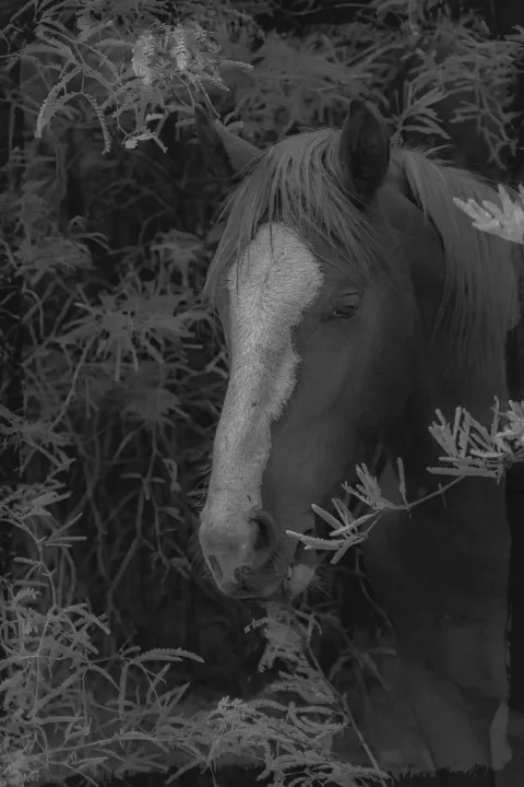 Wild Horse Portraits, work 6