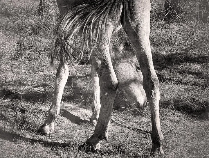 Wild Horse Portraits, work 7