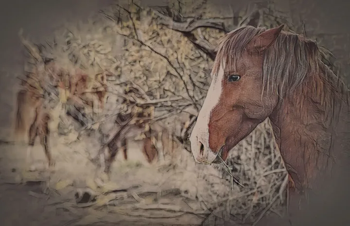Wild Horse Portraits, work 8