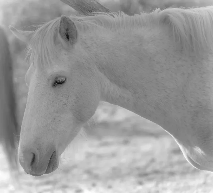 Wild Horse Portraits, work 9