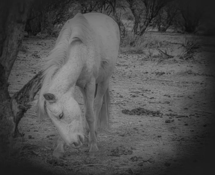 Wild Horse Portraits, work 10