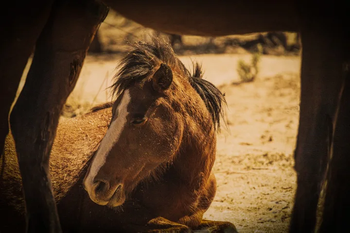 Wild Horse Portraits, work 11
