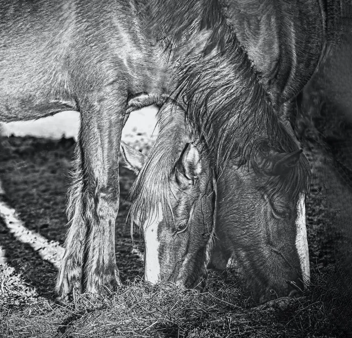 Wild Horse Portraits, work 12