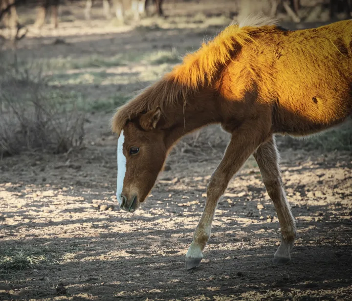 Wild Horse Portraits, work 13
