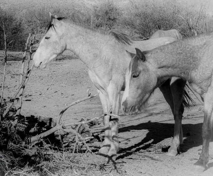 Wild Horse Portraits, work 14
