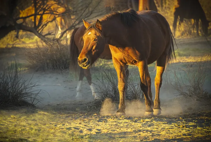 Wild Horse Portraits, work 15