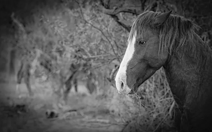 Wild Horse Portraits, work 16