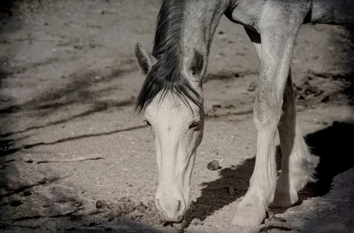 Wild Horse Portraits, work 17