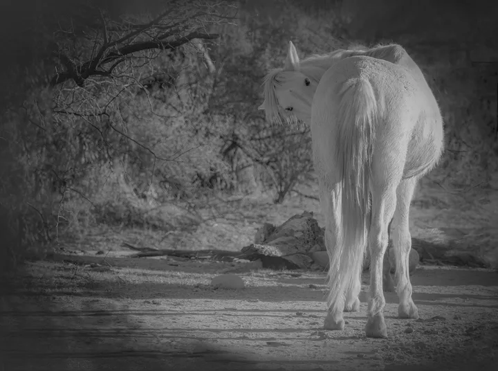 Wild Horse Portraits, work 18