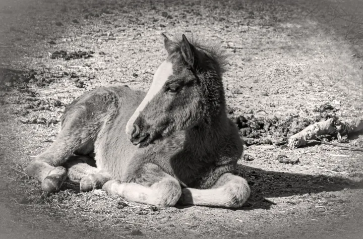Wild Horse Portraits, work 19