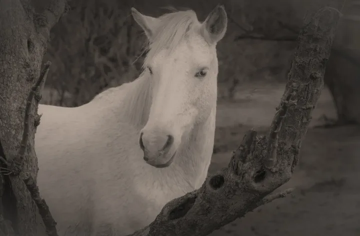 Wild Horse Portraits, work 20