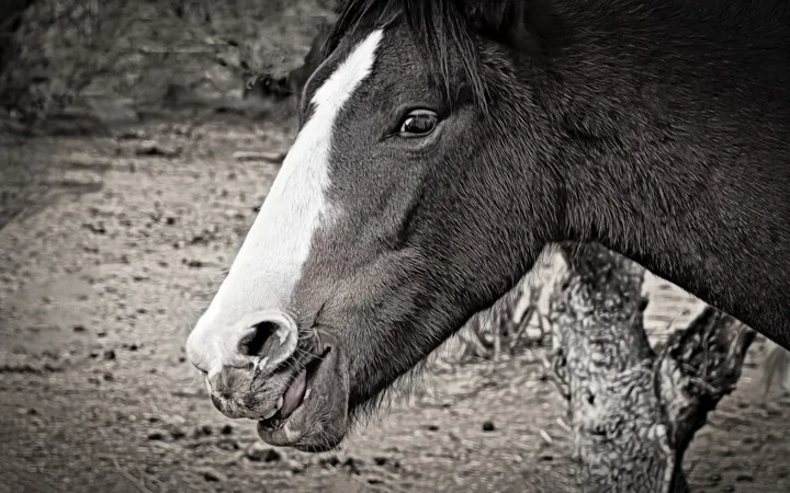 Wild Horse Portraits, work 21