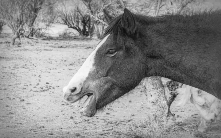 Wild Horse Portraits, work 22