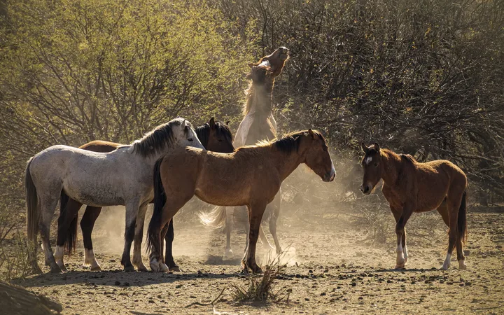 Wild Horses in Action, work 1