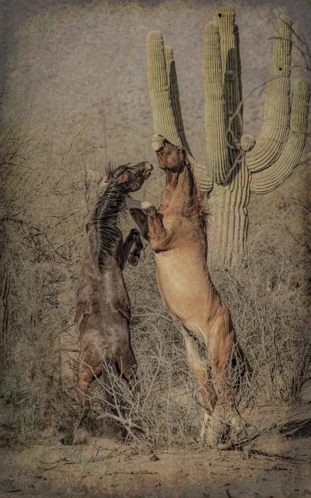 Wild Horses in Action, work 2