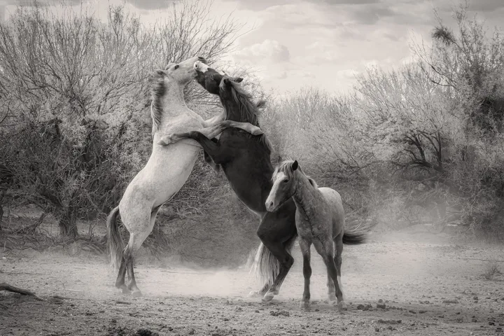 Wild Horses in Action, work 3