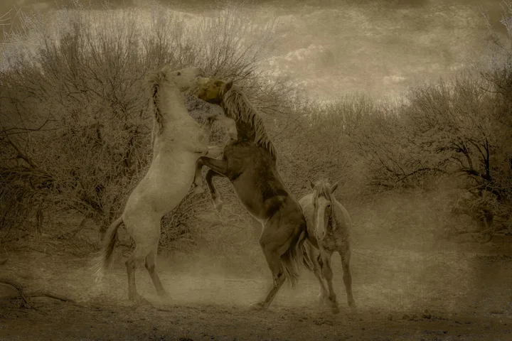 Wild Horses in Action, work 4