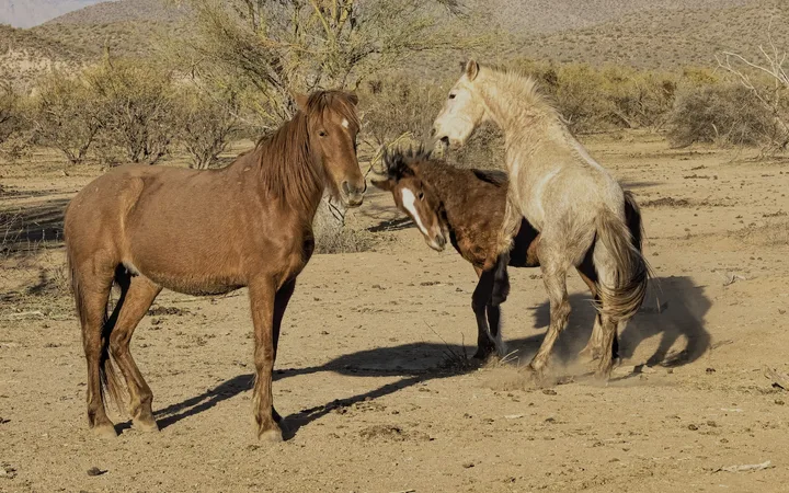 Wild Horses in Action, work 6