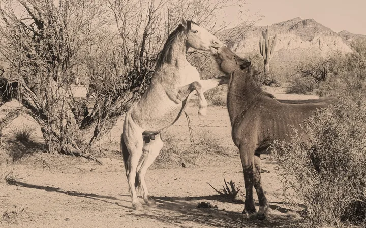Wild Horses in Action, work 7