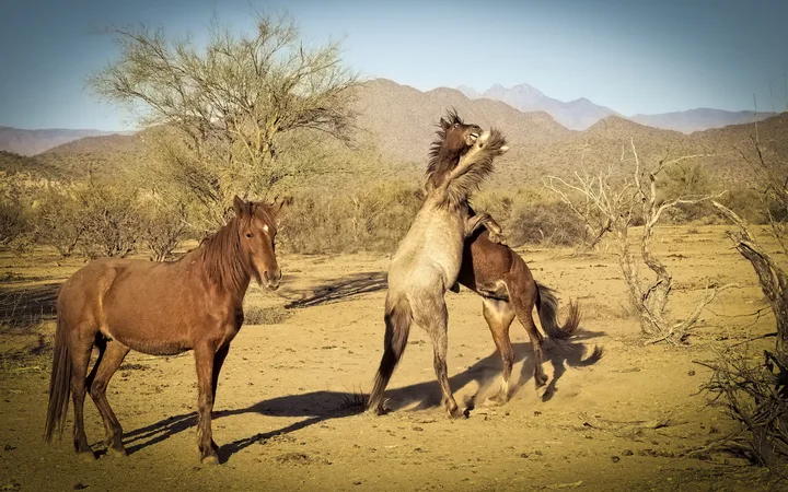Wild Horses in Action, work 8