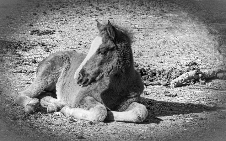 Wild Horses in Action, work 10