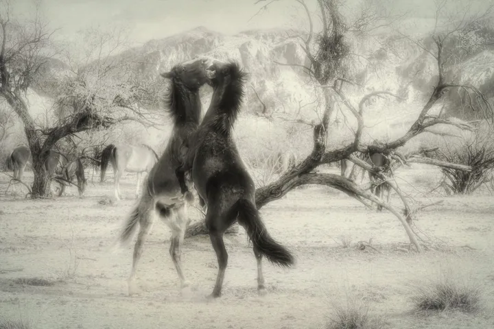 Wild Horses in Action, work 11
