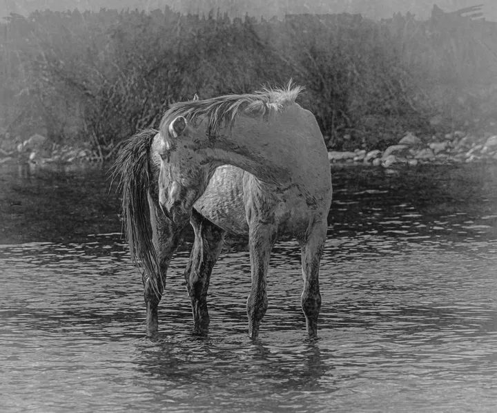 Wild Horses, work 1
