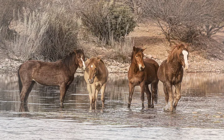 Wild Horses, work 2
