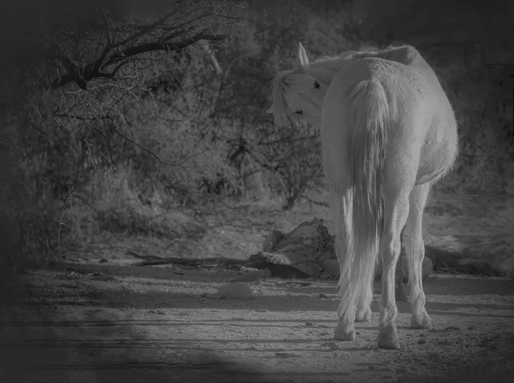 Wild Horses, work 3