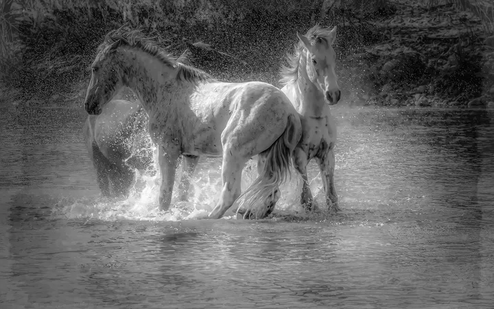 Wild Horses, work 4