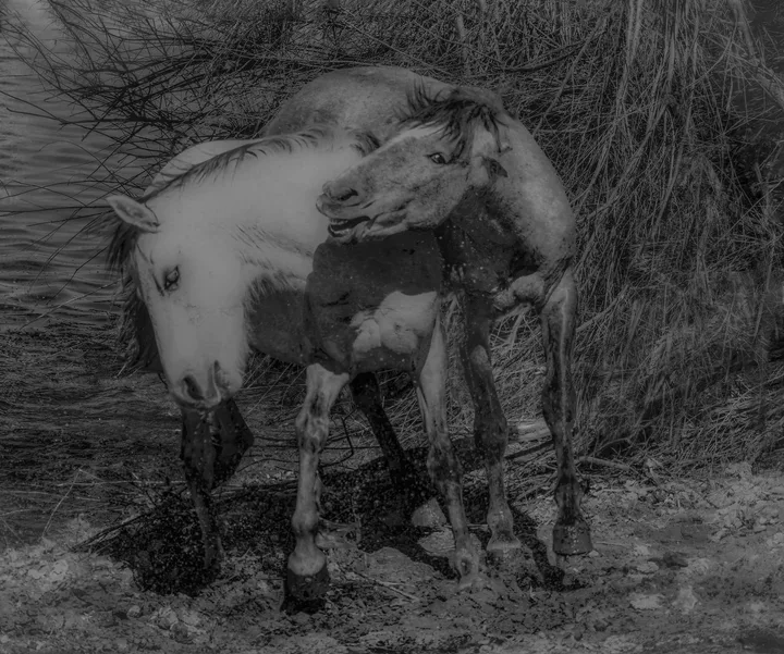 Wild Horses, work 5