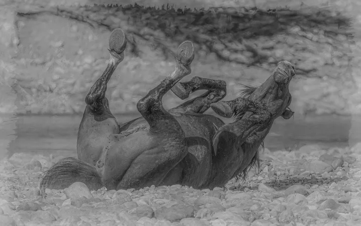 Wild Horses, work 8