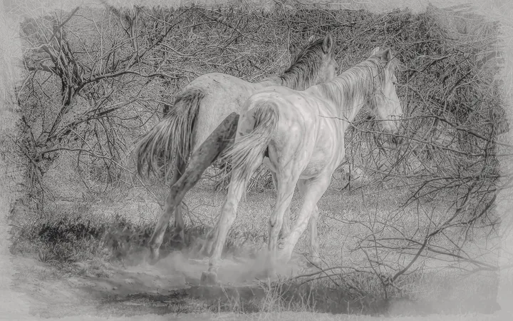 Wild Horses, work 9