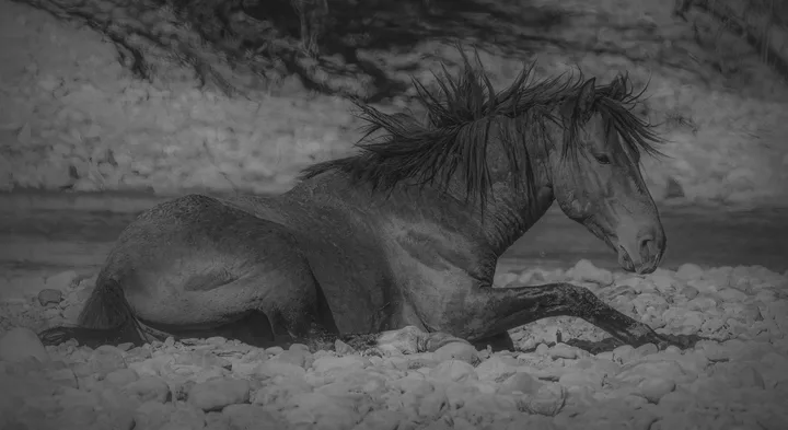 Wild Horses, work 10