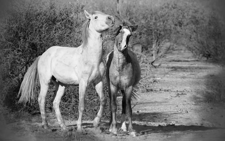 Wild Horses, work 11