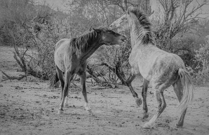 Wild Horses, work 12