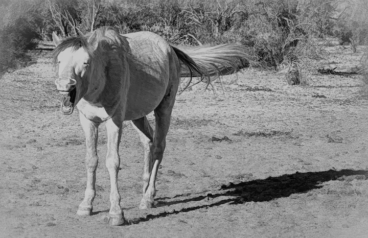 Wild Horses, work 13