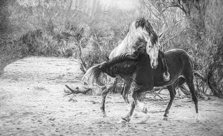 Wild Horses, work 14