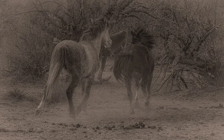 Wild Horses, work 15